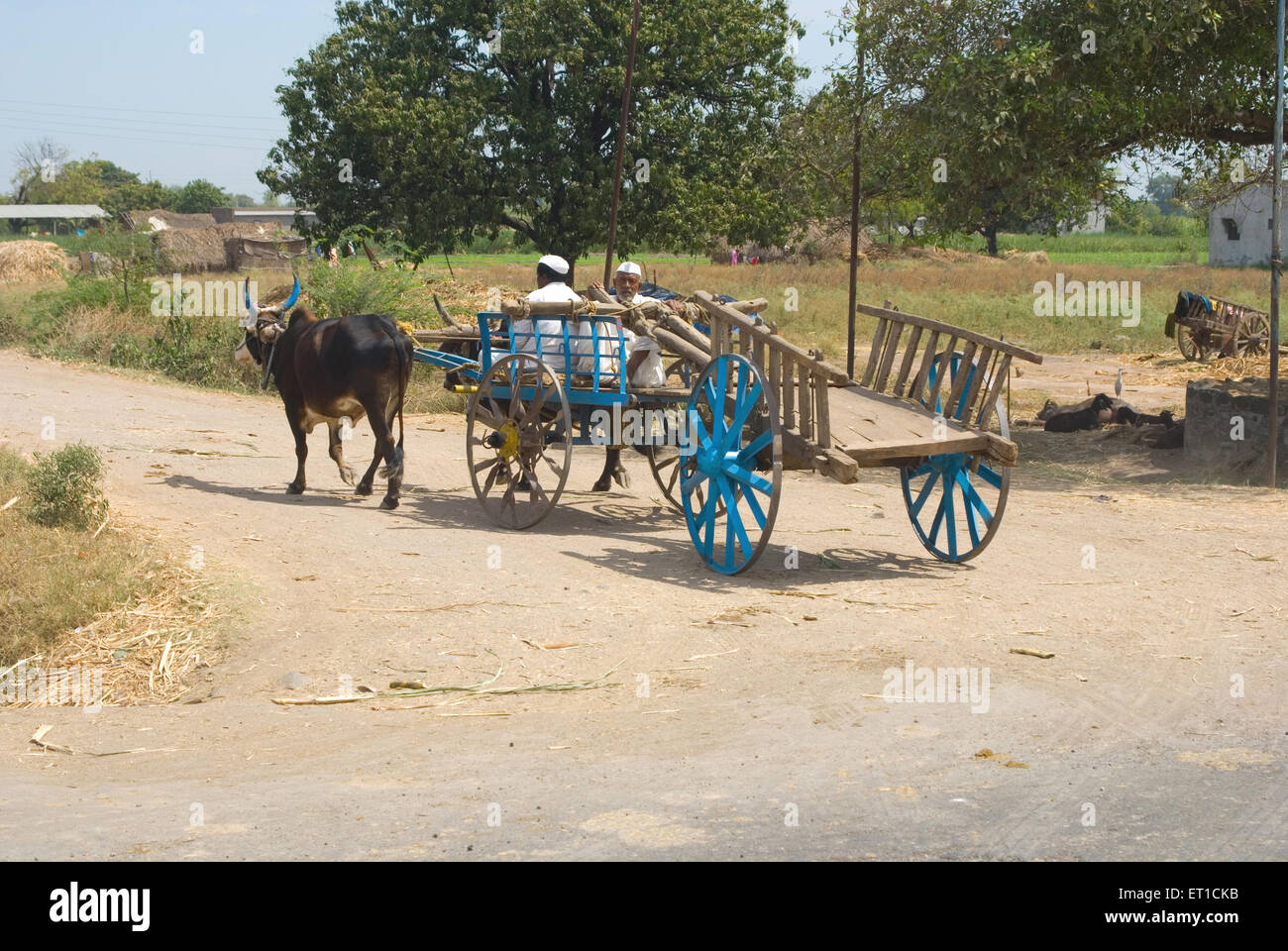 Torello carri sulla strada di shingnapur ; Nasik ; Maharashtra ; India Signor#704 Foto Stock