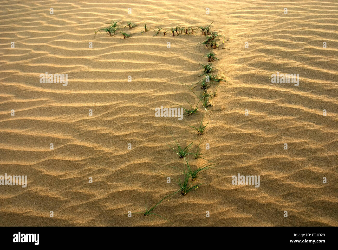 Deep increspature e creste di sabbia con erba nel deserto di khuhri ; Jaisalmer ; Rajasthan ; India Foto Stock