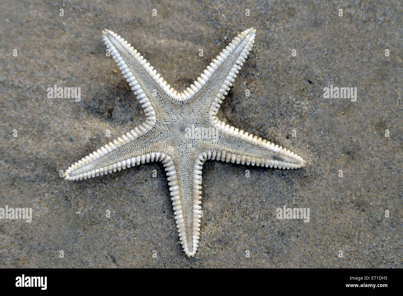 Stella morta di pesce sulla spiaggia di Mandarmoni Kolkata West Bengal India Asia Foto Stock