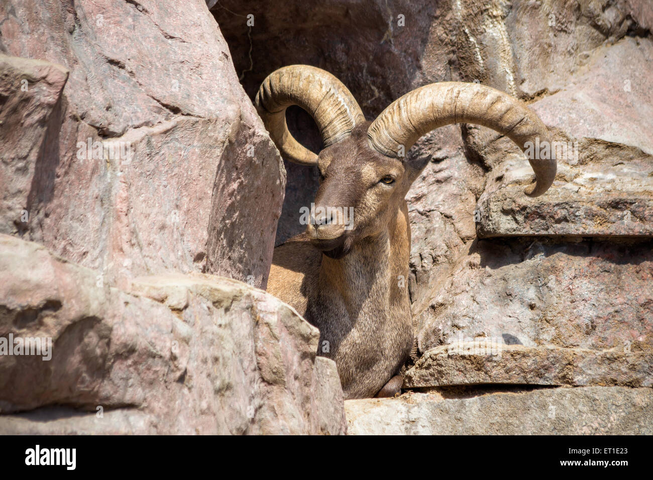 Il est tur caucasico o il Daghestan tur (Capra cylindricornis caucasica) è una montagna-abitazione caprini si trovano solo nelle festività pasquali Foto Stock