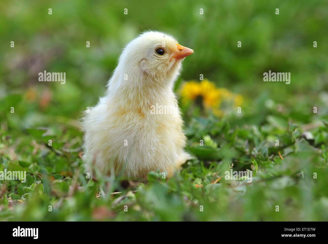 Giovani pollo in erba Foto Stock