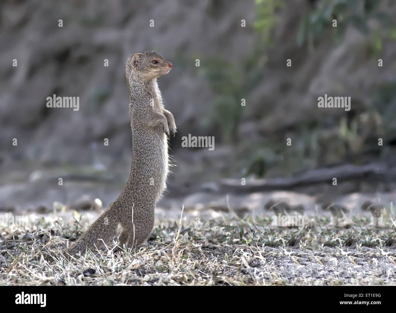 Mongoose a Rajasthan India Foto Stock