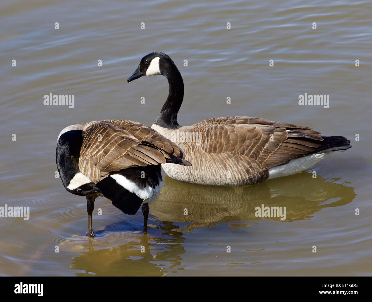 Due oche cackling nell'acqua Foto Stock