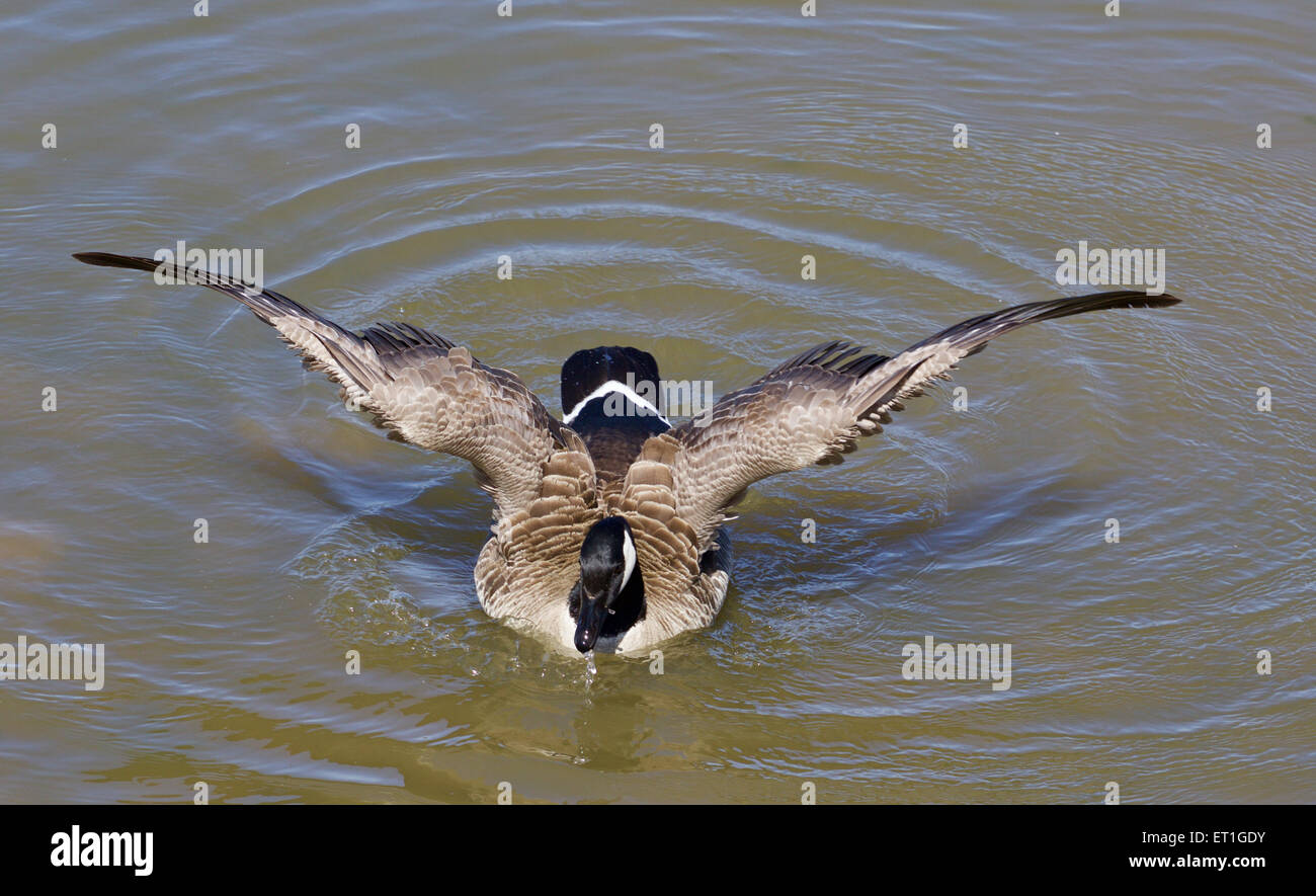 Il potente ali di un oca cackling Foto Stock