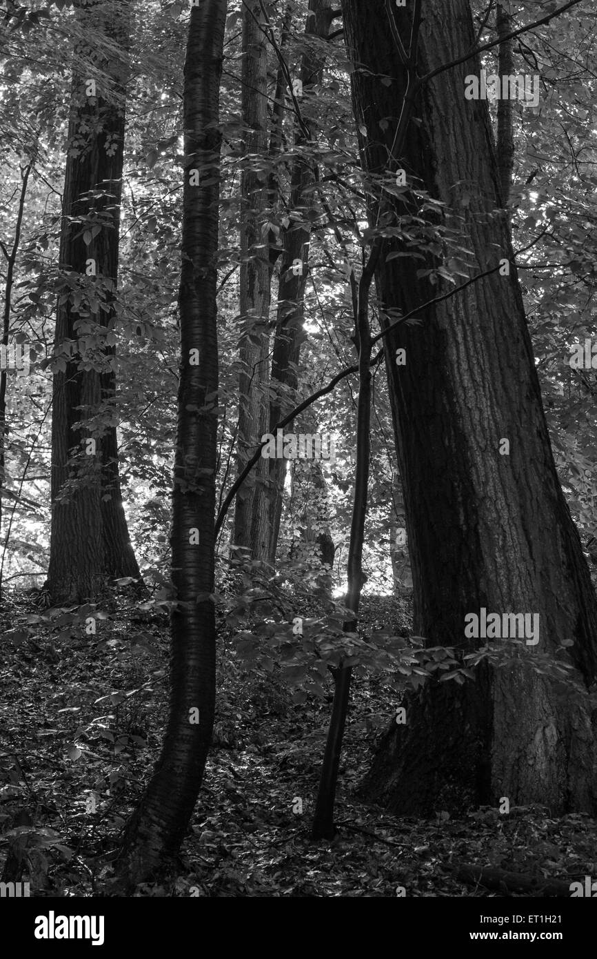 Gli alberi forestali, bianco e nero, verticale Foto Stock