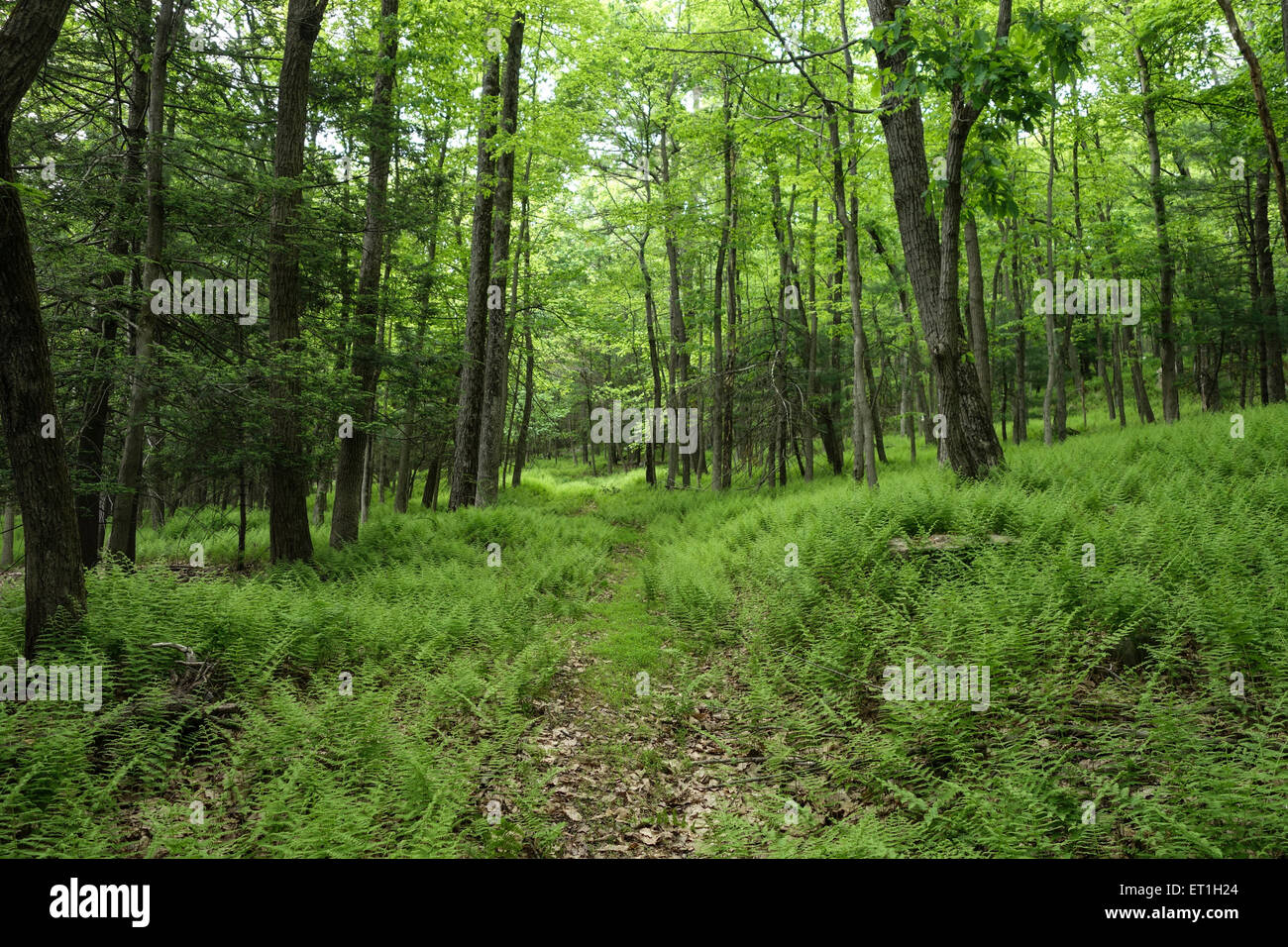 Percorso ricoperta da felci, Dennstaedtia punctilobula, fieno profumato di felce, foresta di copertura pavimento in primavera, Pennsylvania. Stati Uniti d'America. Foto Stock