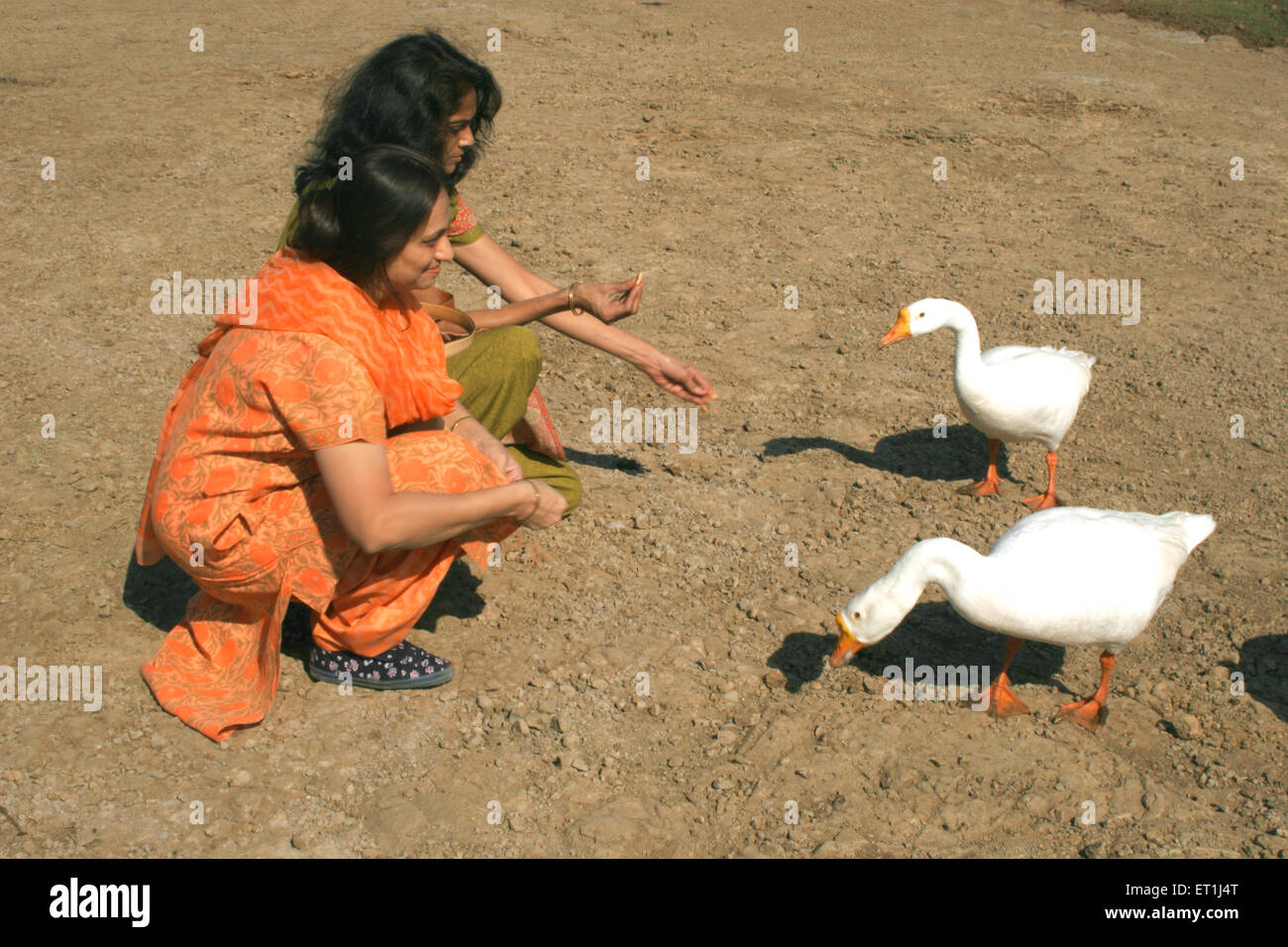 Gujarati donne che cercano di feed cigni bianchi chiamati anatre a banca del lago alla diga Dhom ; Wai ; Maharashtra ; India Foto Stock