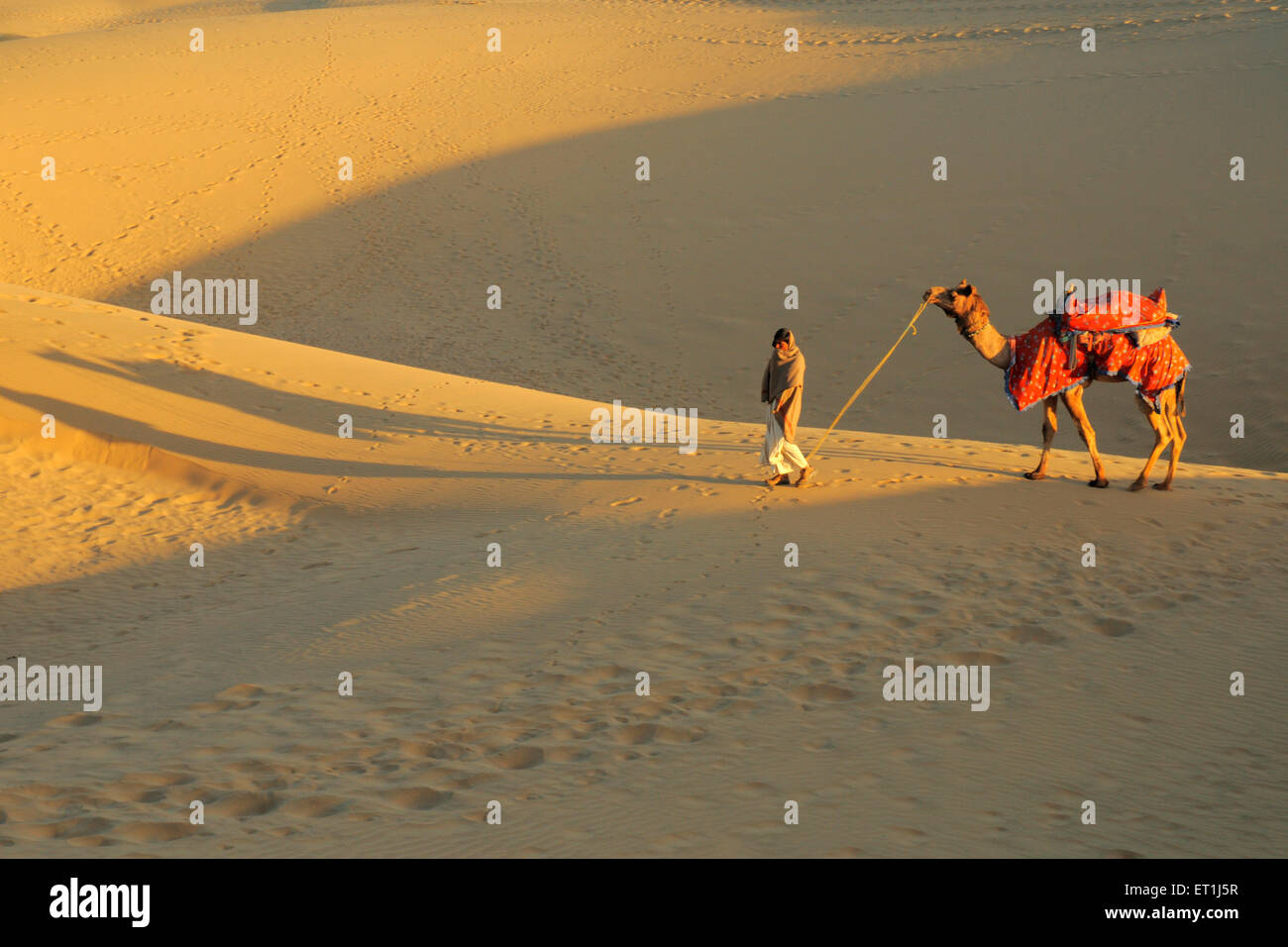 Cammello con il proprietario a piedi in morbide dune di sabbia a Sam ; Jaisalmer ; Rajasthan ; India Foto Stock