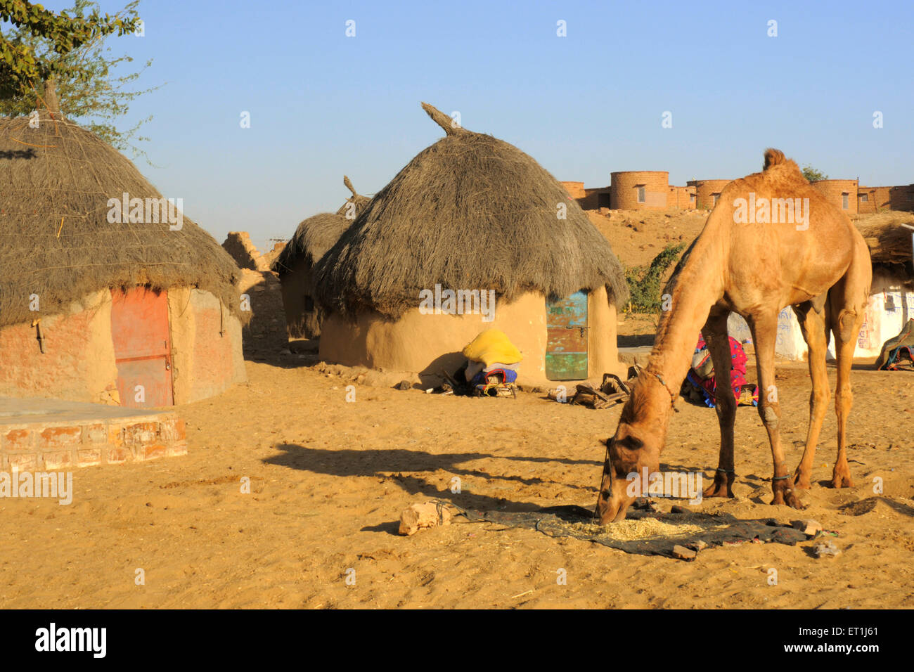 Alimentazione del cammello con capanne in background a Sam le dune di sabbia ; Jaisalmer ; Rajasthan ; India Foto Stock