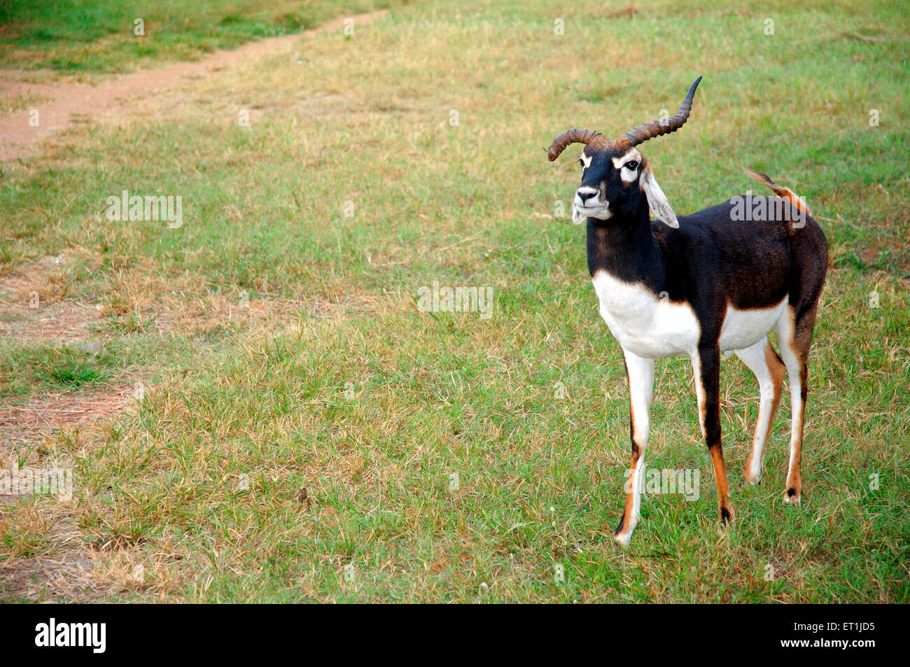 Buck nero Antilope cervicapra con avvisatore acustico danneggiate in piedi in satpura riserva della tigre ; Madhai Piparia Foto Stock