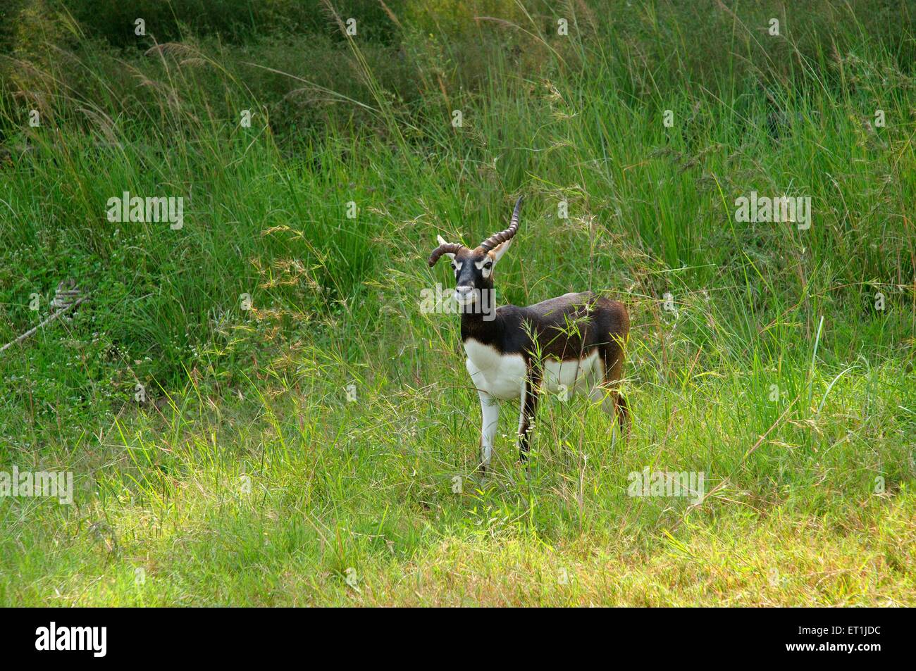 Buck nero Antilope cervicapra con avvisatore acustico danneggiate in piedi in satpura riserva della tigre ; Madhai Piparia Foto Stock