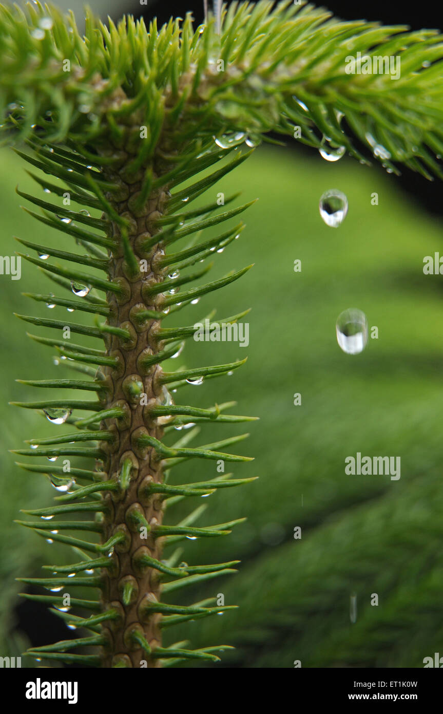 Abete Nordmann, Abies nordmanniana, abete caucasico, albero di Natale, Foto Stock