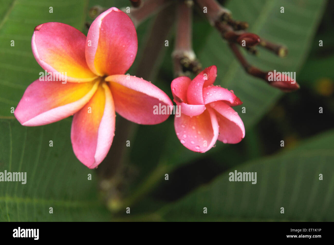 Plumeria, Frangipani, Pagoda albero fiore, Tempio albero fiore, gelsomino indiano, Foto Stock