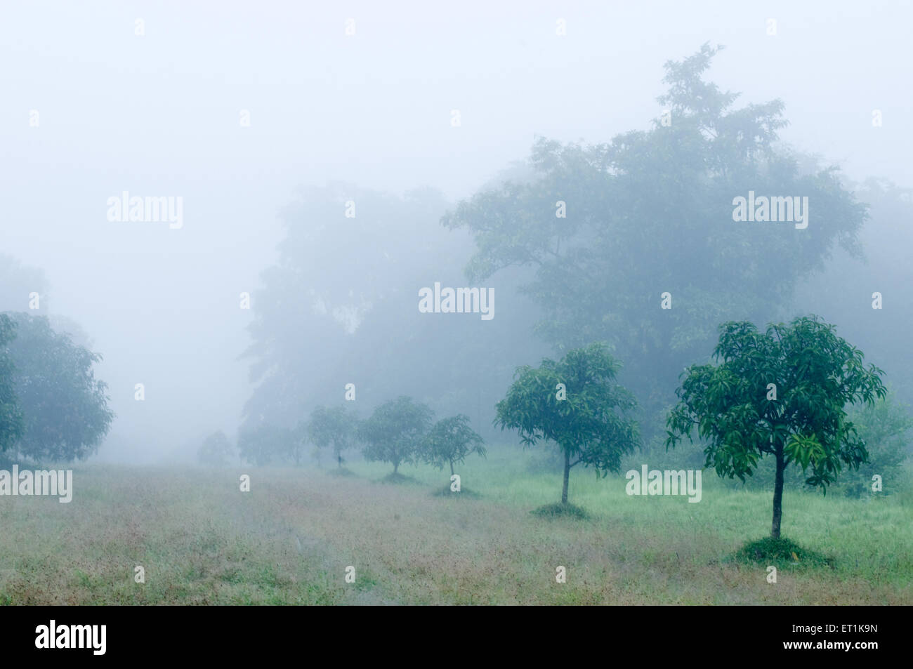 Nebbia mattutina, Malvan, Ganpatipule, Sindhudurg, Maharashtra, India, Asia Foto Stock