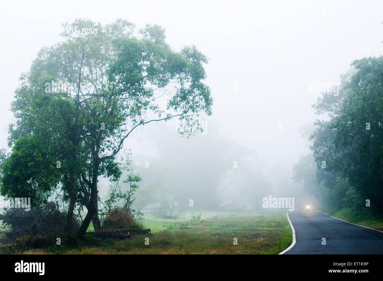 Nebbia mattutina, Malvan, Ganpatipule, Sindhudurg, Maharashtra, India, Asia Foto Stock
