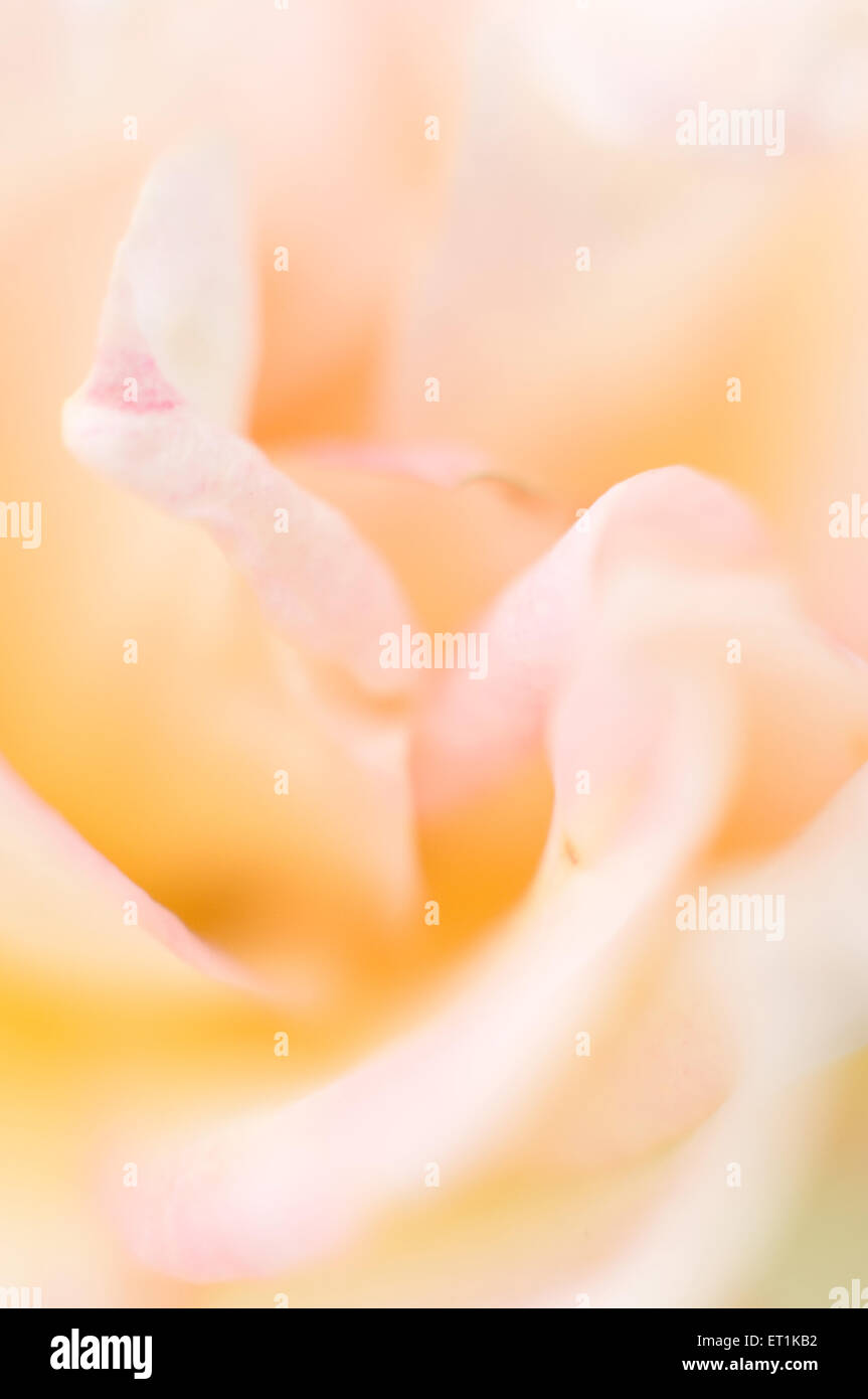 giallo rosa fiore sfondo astratto Foto Stock