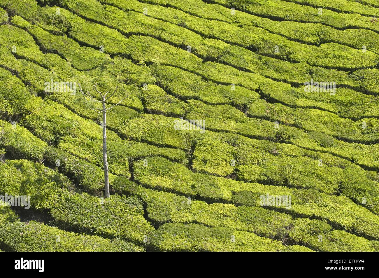 Le piantagioni di tè Munnar Kerala India Asia Foto Stock