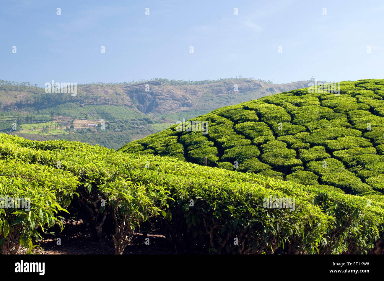 Le piantagioni di tè Munnar Kerala India Asia Foto Stock