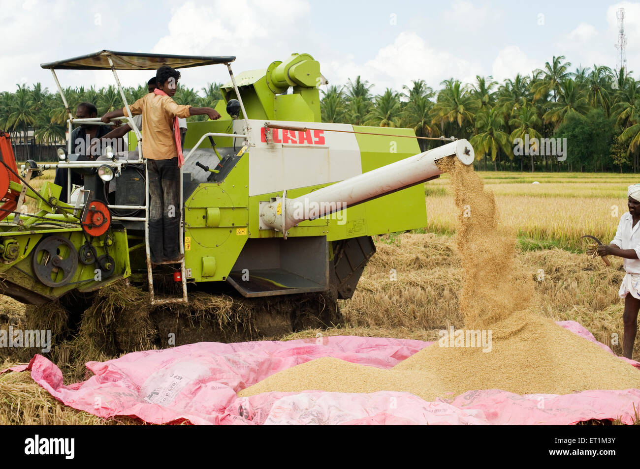 Apparato trebbiante trebbiatura ; riso ; Harihar Davangere ; Karnataka ; India Foto Stock