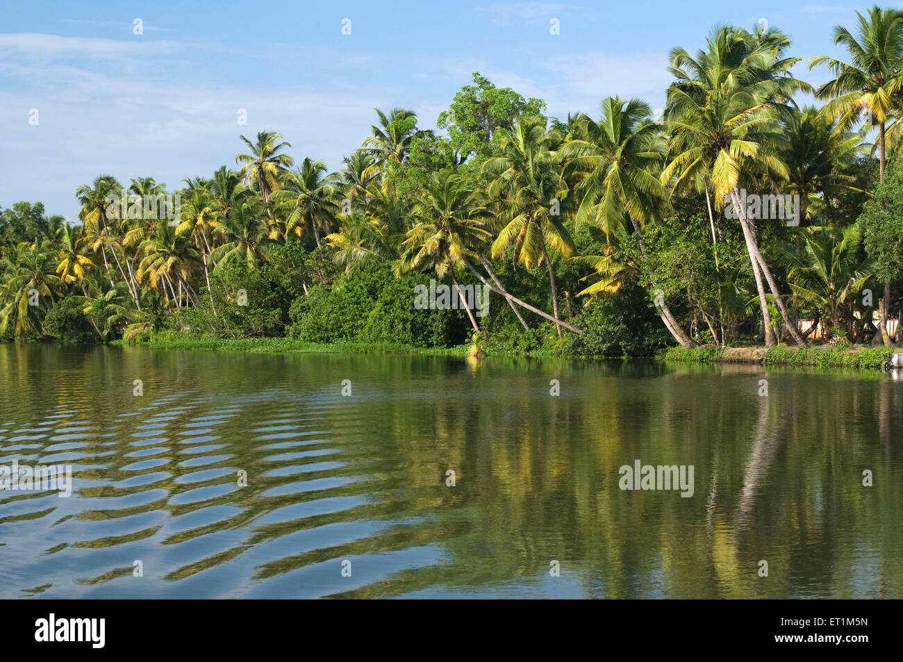 Paesaggio di lagune con palme di cocco sul bordo dell'acqua Kochi India Kerala Foto Stock