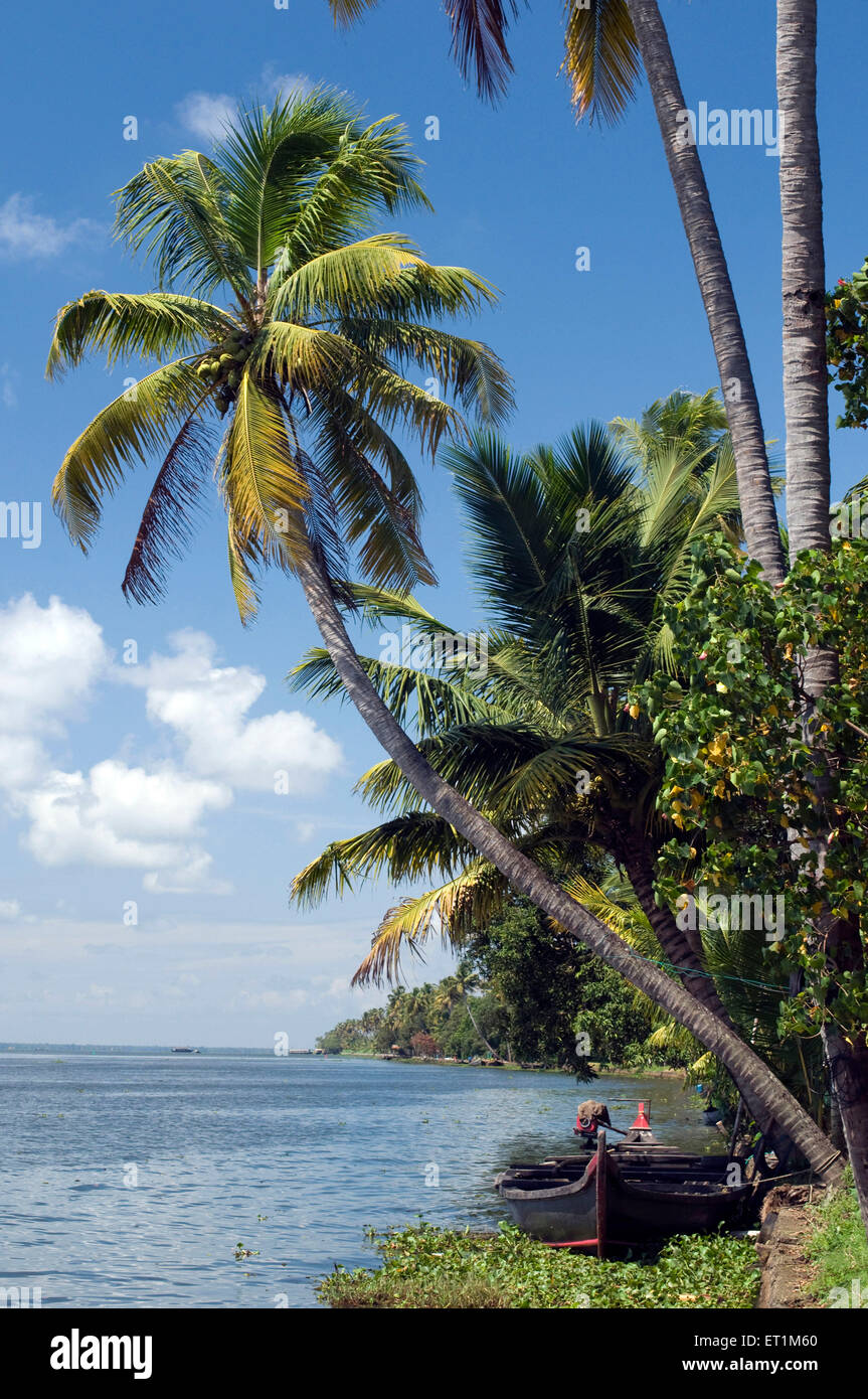 Un modo bello e delicato di cocco curvo Palm tree oltre le lagune con una piccola barca di Kerala Foto Stock