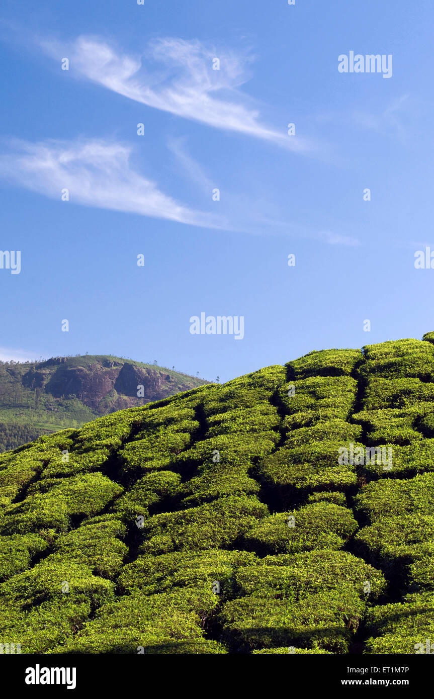 Paesaggio con le piantagioni di tè sulle pendici di una montagna Munnar Kerala India Asia Foto Stock
