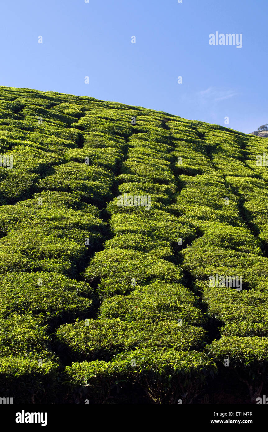 Un paesaggio di piantagioni di tè sulle pendici di una montagna Munnar Kerala India Asia Foto Stock