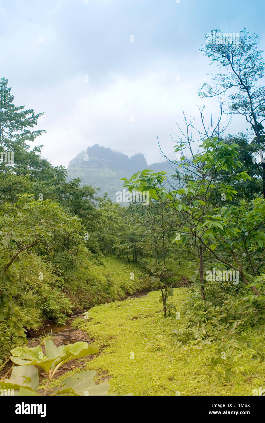 Vista su Montagna Di Mahuli e foresta di monsone ; quartiere Shahapur ; Thane ; Maharashtra ; India Foto Stock