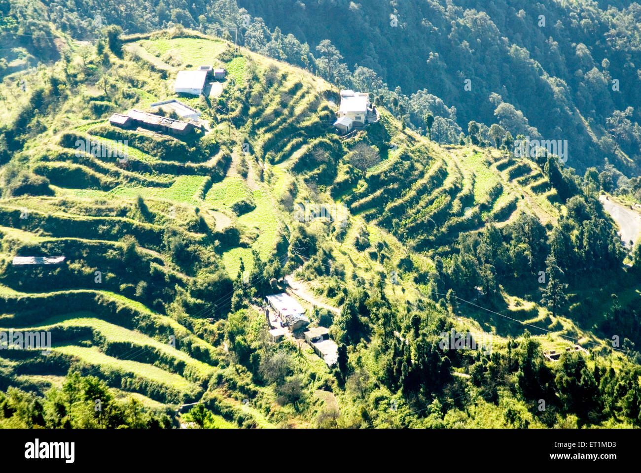 Terrazza allevamento a kaddukhal villaggio nella luce del mattino ; Uttaranchal ; India Foto Stock