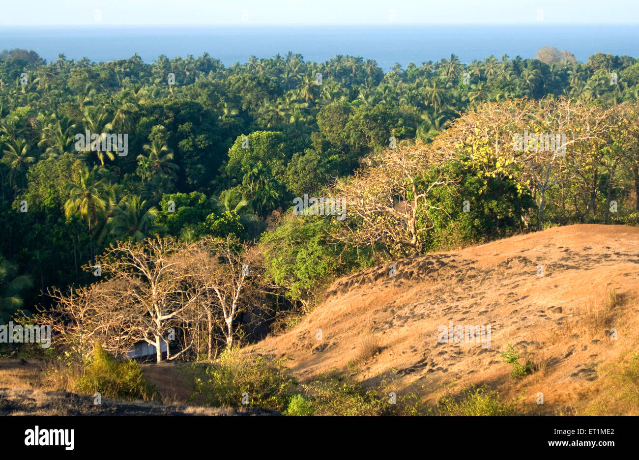 Alberi di cocco nel villaggio di Anjarle ; distretto Dapoli ; Maharashtra ; India Foto Stock