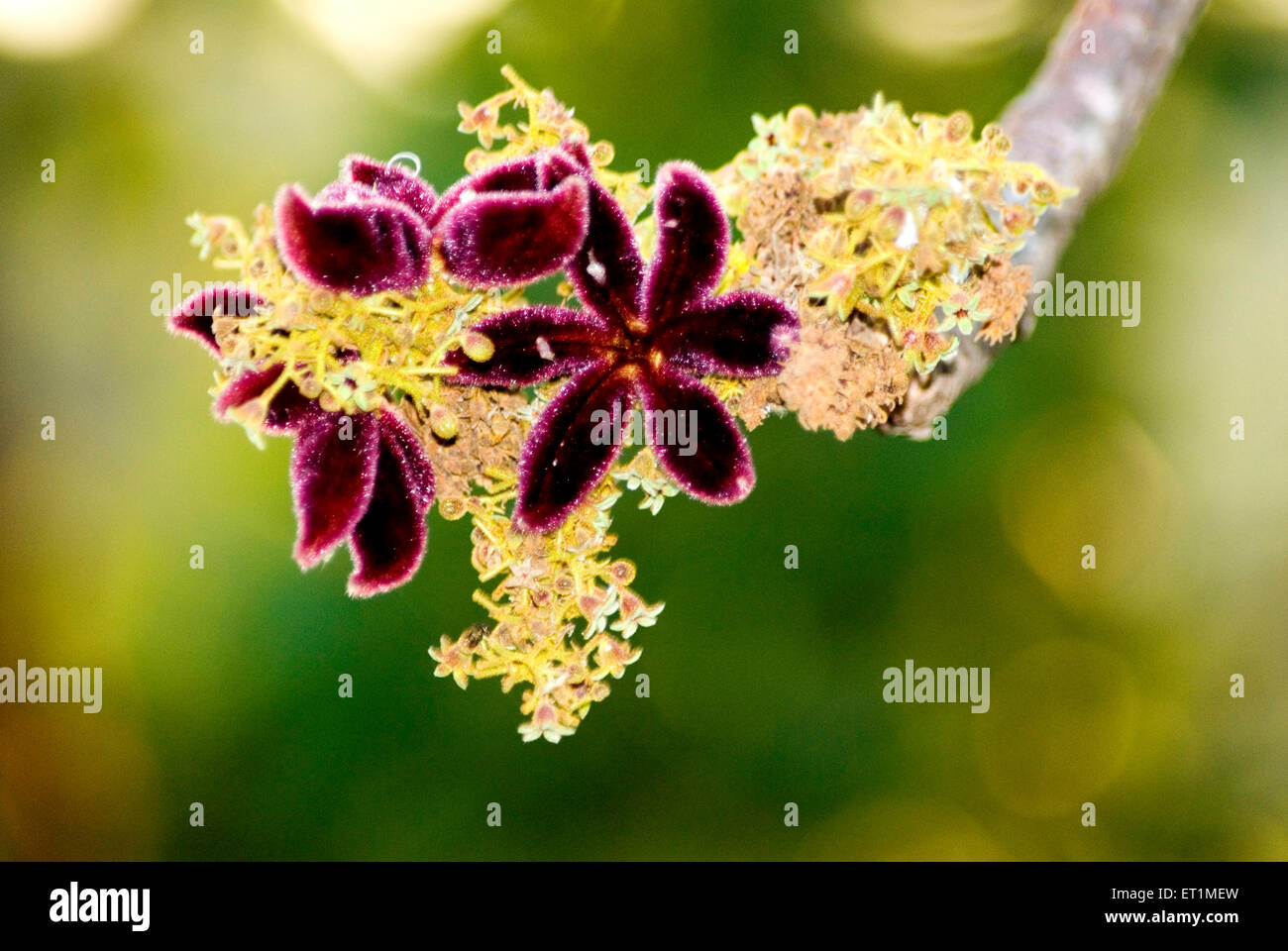 sterculia urens flowers, kulu, tragacanth indiano, gum karaya, katira, Gomma sterculia, gomma katera, Anjarle, Dapoli, Ratnagiri, Maharashtra, India, Asia Foto Stock