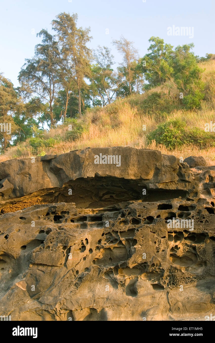 Alveare di roccia, erosione di roccia, erosione di mare, spiaggia di Harihareshwar, Raigad, Maharashtra, India Foto Stock