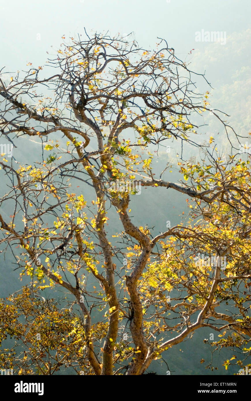 Punto di Bhimkund, Chikhaldara, stazione collinare, catena di Satpura, altopiano Deccan, Amravati, Maharashtra, India, Asia Foto Stock