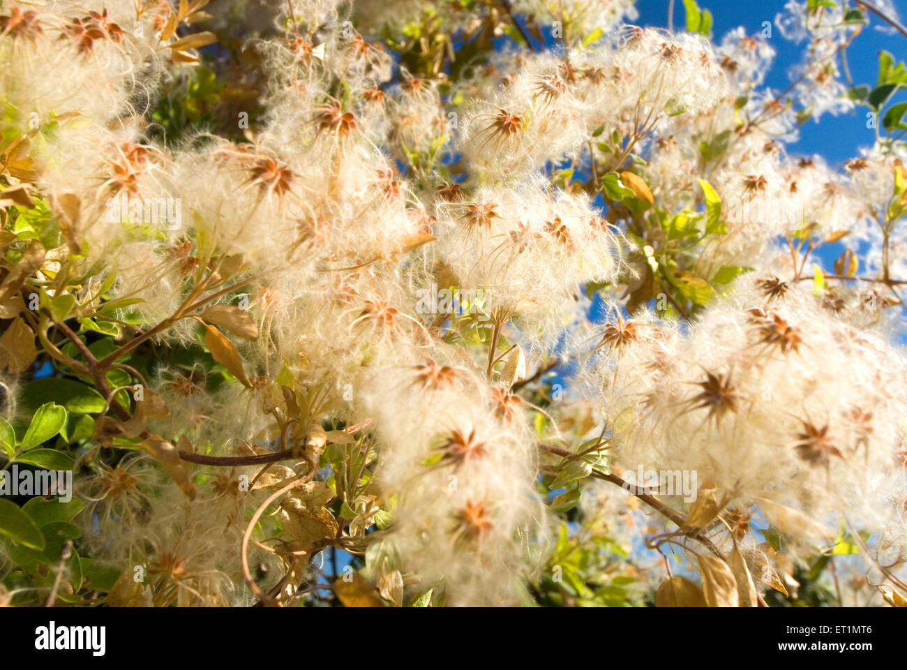 Pianta di albero di cotone selvatico, Chikhaldara, stazione di collina, gamma di Satpura, altopiano di Deccan, Amravati, Maharashtra, India, Asia Foto Stock