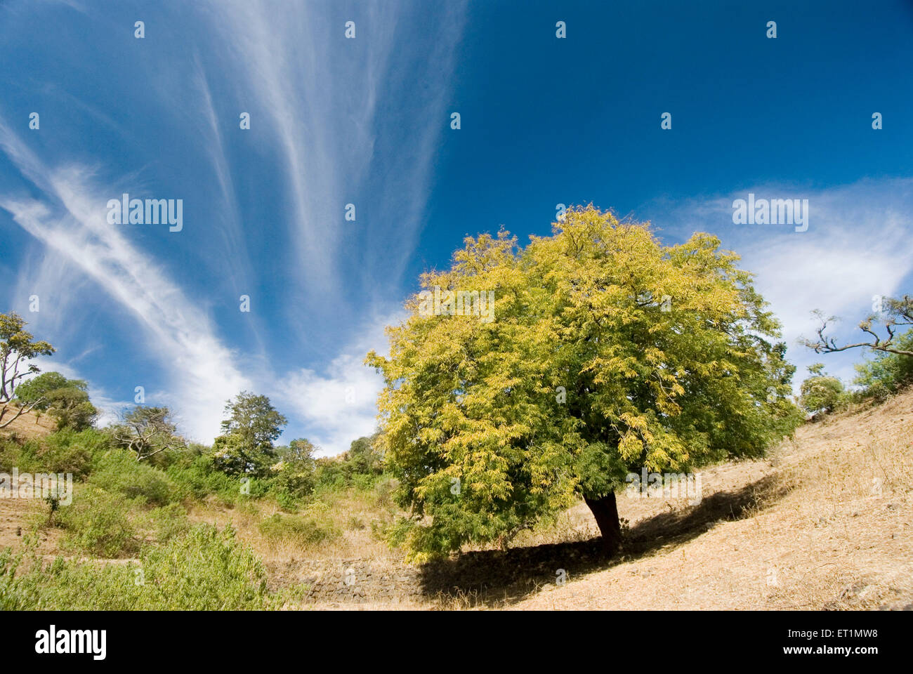 albero tamarind al forte di Gavilgad, Chikhaldara, stazione collinare, gamma di Satpura, altopiano Deccan, Amravati, Maharashtra, India, Asia Foto Stock