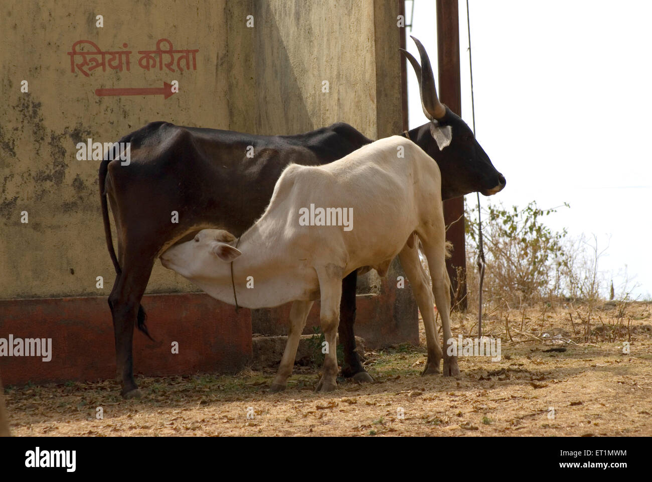 Vacca nera e vitello bianco, Chikhaldara, stazione collinare, catena montuosa di Sappura, altopiano Deccan, Amravati, Maharashtra, India, Asia Foto Stock