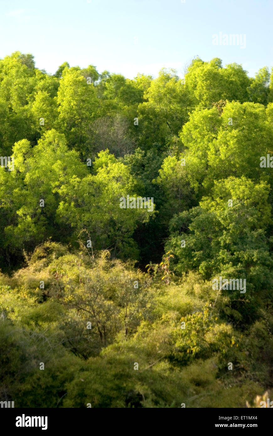 Foresta verde, catena montuosa di Satpura, altopiano Deccan, Chikhaldara, stazione collinare, Amravati, Maharashtra, India, Asia Foto Stock