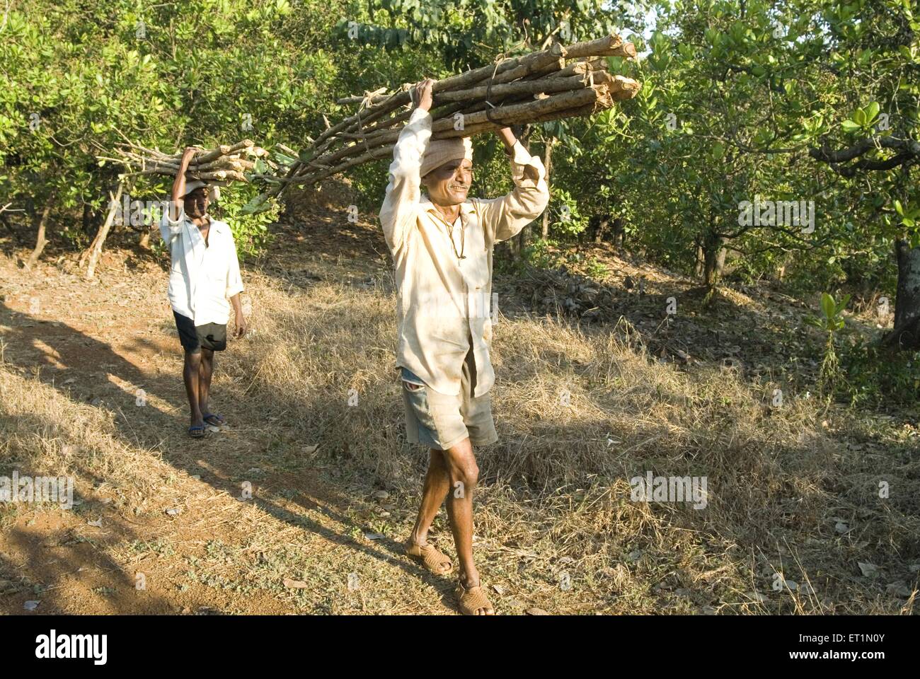 Villaggio uomini rurali che trasportano legna da ardere vicino Lanja villaggio ; distretto Ratnagiri ; Maharashtra ; India Foto Stock