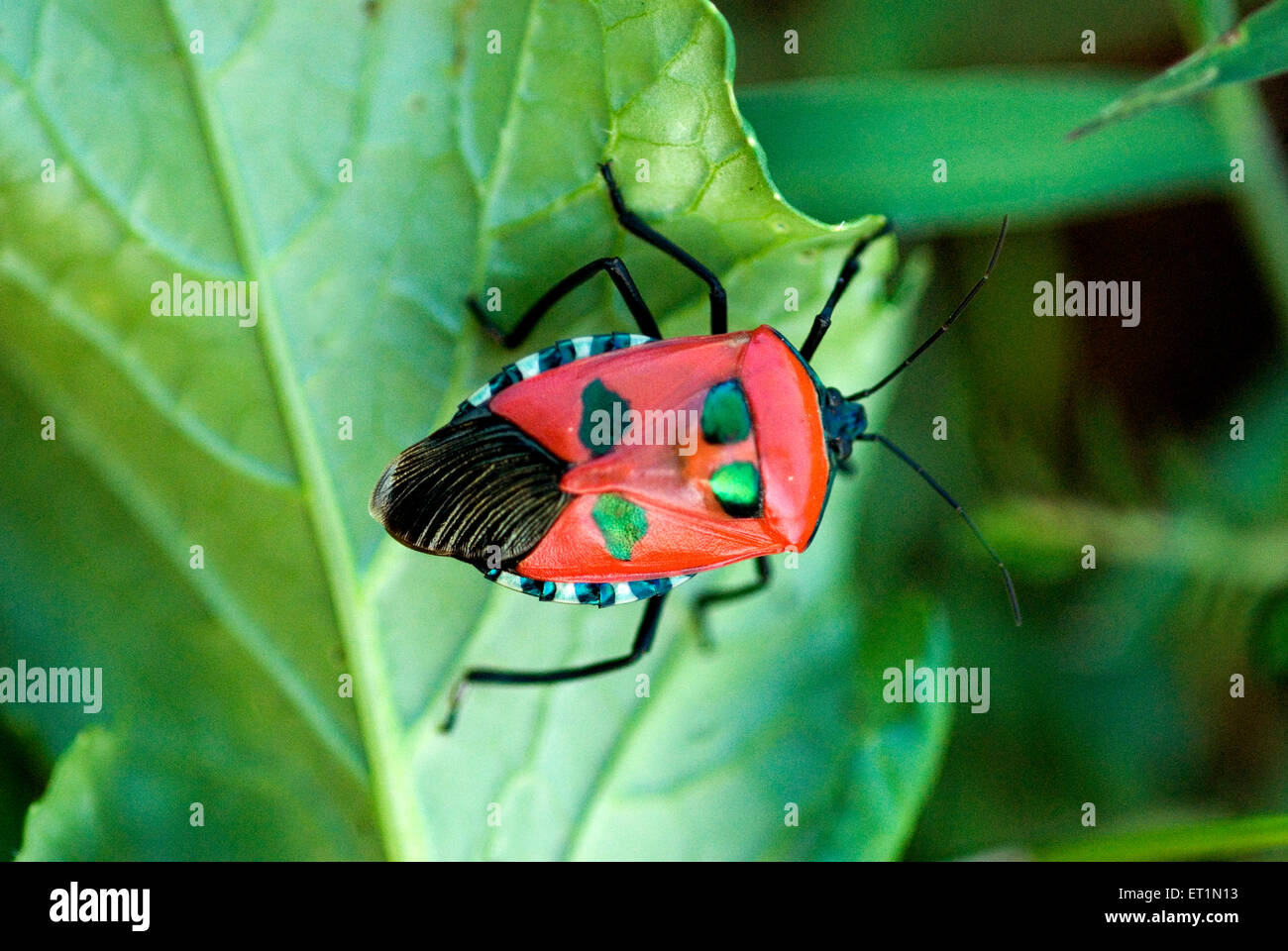 Insetto rosso colorato con quattro puntini verdi su foglia verde Foto Stock