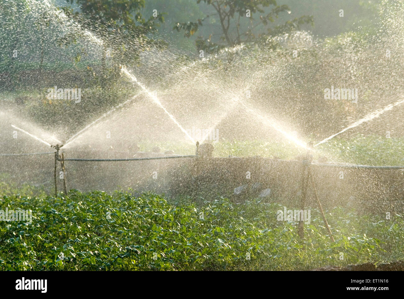 Sprinkler ad acqua, sprinkler ad irrigazione, acquedotto per l'agricoltura, Lanja Village, Ratnagiri, Maharashtra, India, Asia Foto Stock