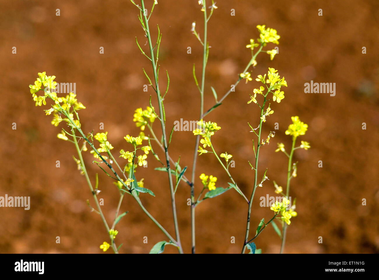 Brassica nigra, fiori di senape nera, fiori di mohari, fiori di rai, fiori di sarason, fiori gialli Foto Stock