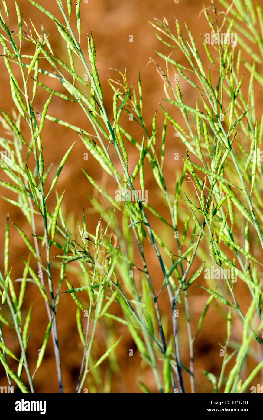 Pianta di mohari, pianta di senape nera, Brassica nigra, Lanja, Ratnagiri, Maharashtra, India Foto Stock