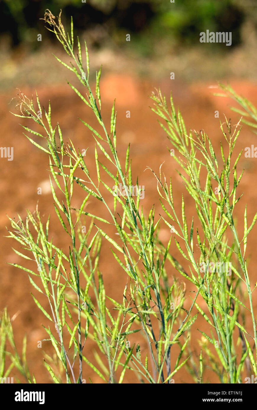 Pianta di mohari, pianta di senape nera, Brassica nigra, Lanja, Ratnagiri, Maharashtra, India Foto Stock
