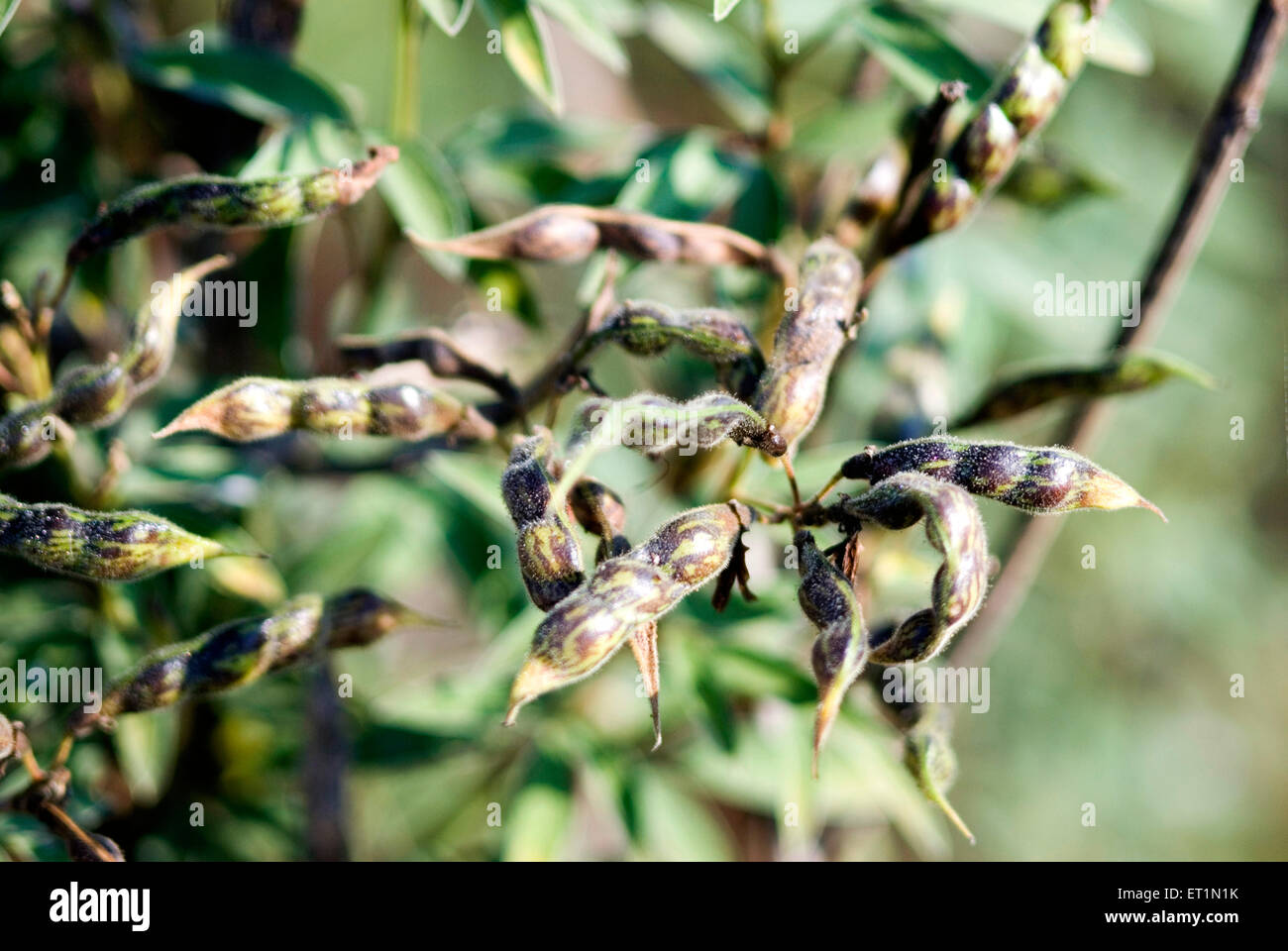 Baccelli di pisello di piccione o tur Foto Stock