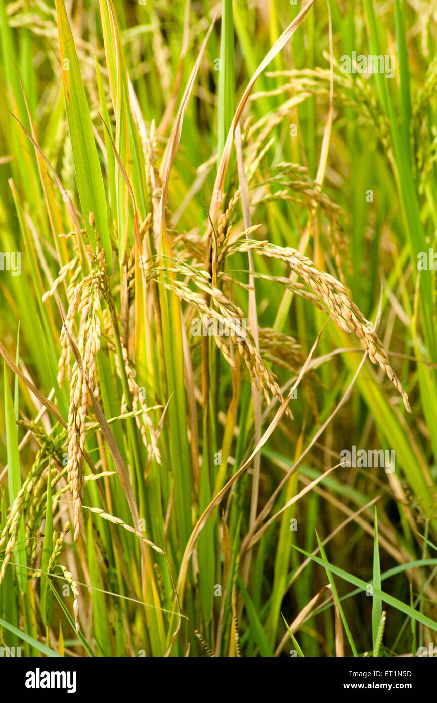 raccolto di riso, campo di riso, fattoria di riso, pianta di riso, piantagione di riso, Coltivazione del riso, Karnataka, India, Asia Foto Stock