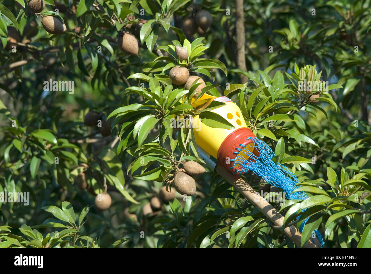 Frutti ; sapodilla chikku tener lontano dalla struttura ad albero con aiuto di zelo Foto Stock