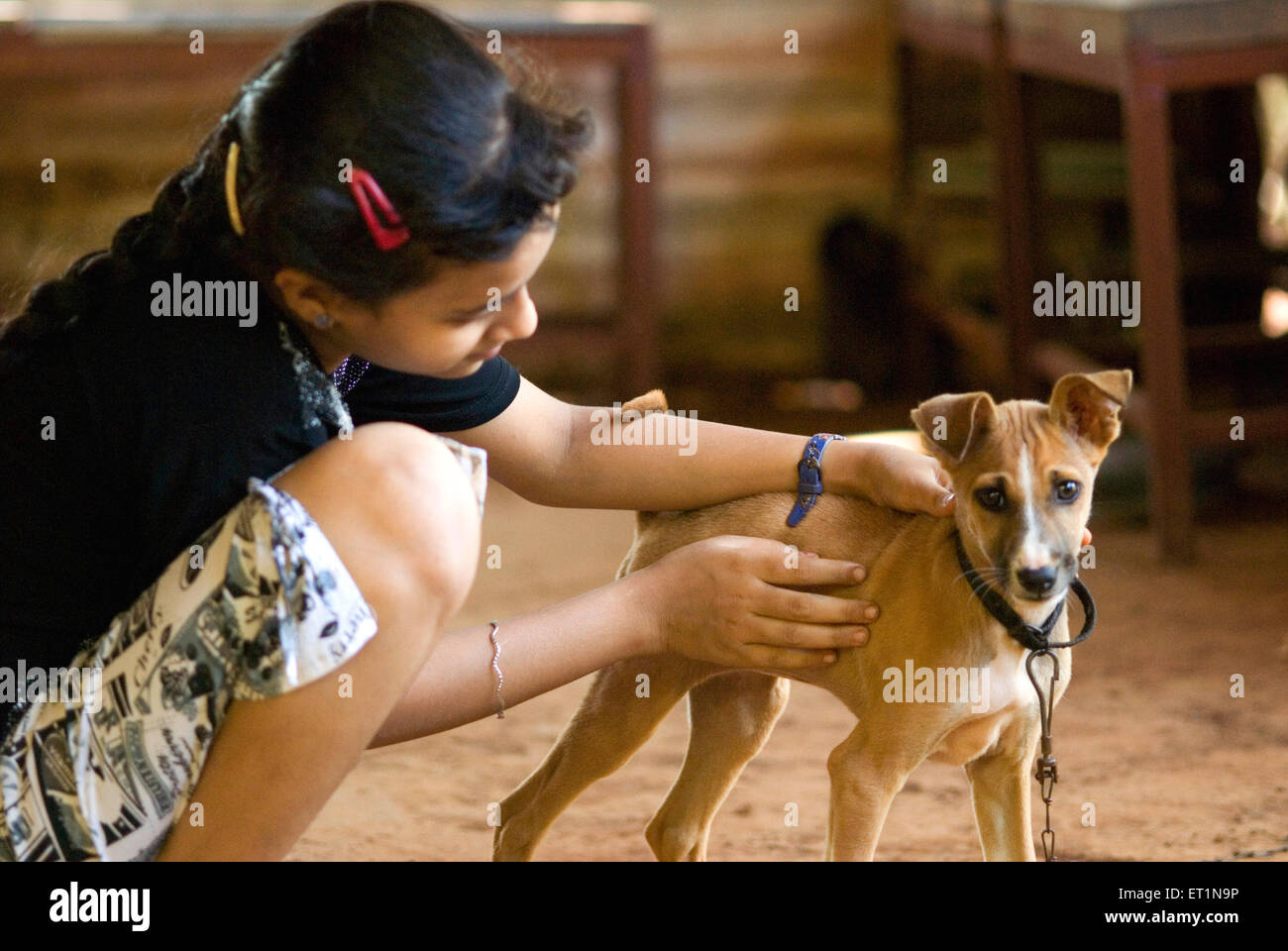 Cane di taglia piccola immagini e fotografie stock ad alta risoluzione -  Alamy