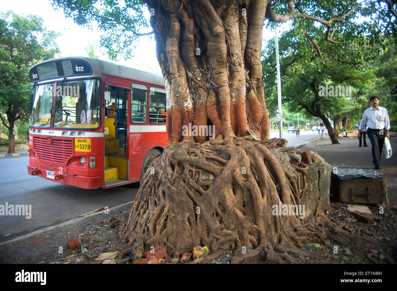 Bus e vecchio banyan tree Bombay Mumbai India Maharashtra Foto Stock