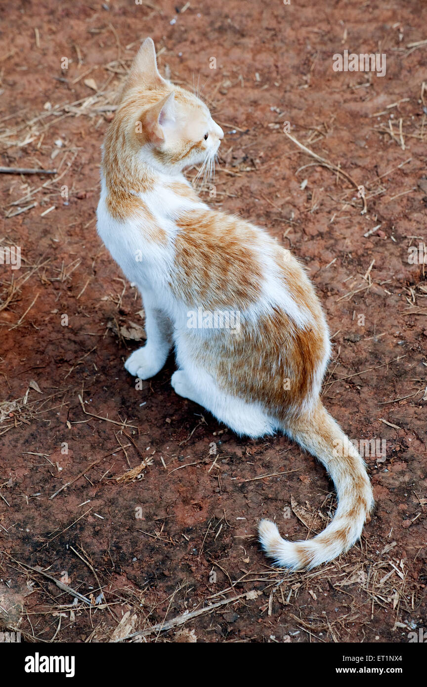 Gatto seduto, Felis catus, gatto domestico Foto Stock