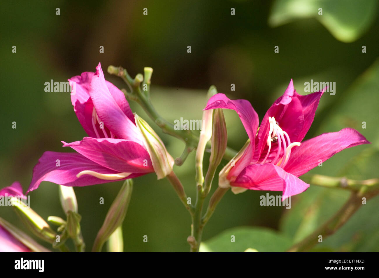 Kanchan flower, Kanchanara, Camel's Foot, Bauhinia variegata, orchidea, ebano di montagna, Foto Stock